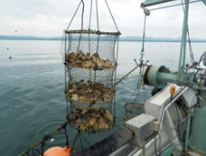 牡蠣の養殖